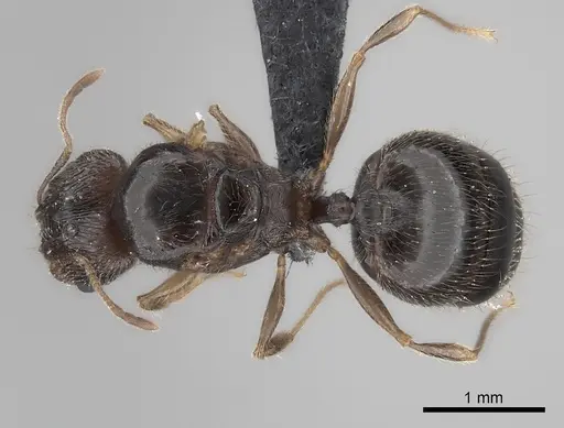 Pheidole sikorae specimen CASENT0148869 image casent0148869_1