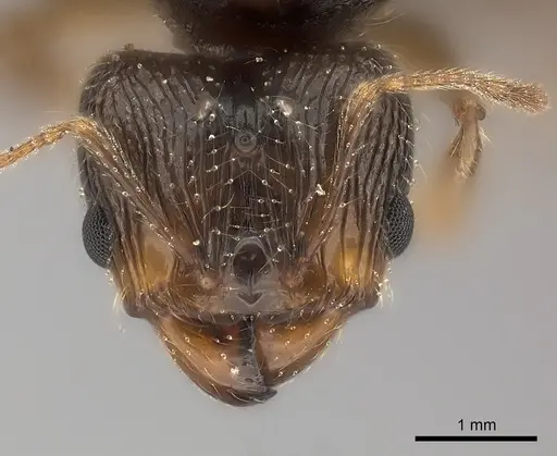 Pheidole sikorae specimen CASENT0148869 image casent0148869_2