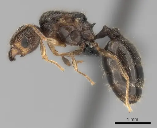 Pheidole sikorae specimen CASENT0148869 image casent0148869_3