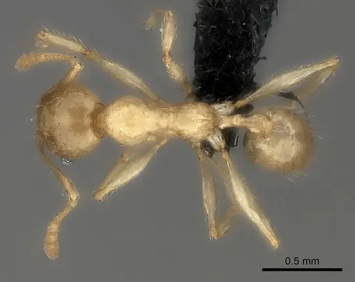 Pheidole sikorae specimen CASENT0148870 image casent0148870_1