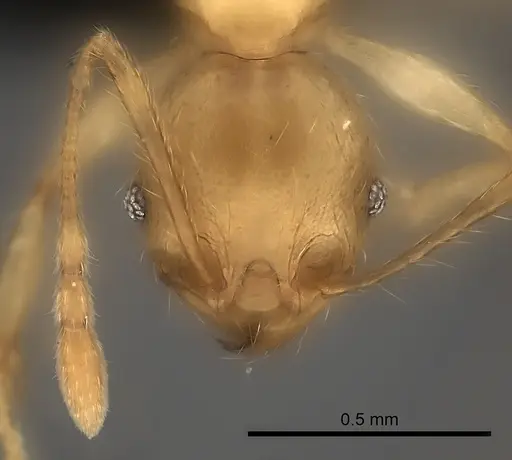 Pheidole sikorae specimen CASENT0148870 image casent0148870_2