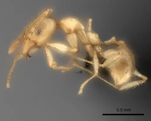 Pheidole sikorae specimen CASENT0148870 image casent0148870_3