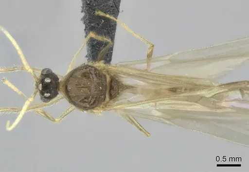 Pheidole sikorae specimen CASENT0149885 image casent0149885_1