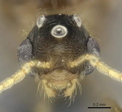 Pheidole sikorae specimen CASENT0149885 image casent0149885_2