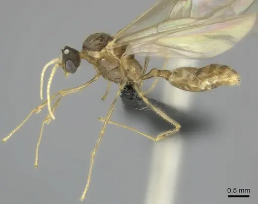 Pheidole sikorae specimen CASENT0149885 image casent0149885_3