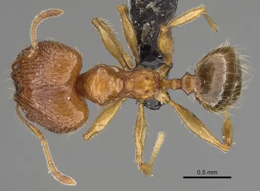 Pheidole sikorae specimen CASENT0149951 image casent0149951_1