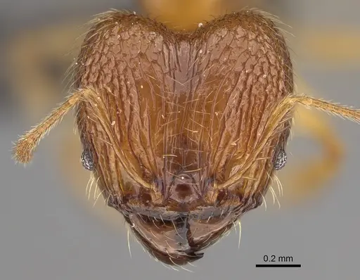 Pheidole sikorae specimen CASENT0149951 image casent0149951_2