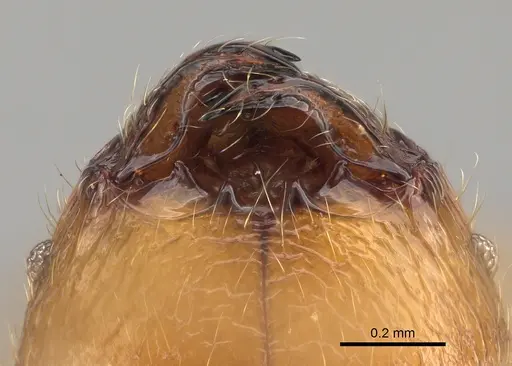Pheidole sikorae specimen CASENT0149951 image casent0149951_3