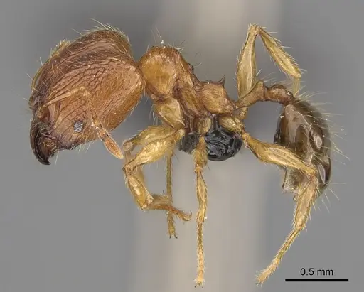 Pheidole sikorae specimen CASENT0149951 image casent0149951_4