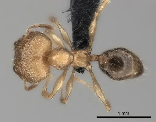 Pheidole sikorae specimen CASENT0217994 image casent0217994_1