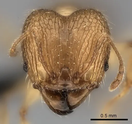 Pheidole sikorae specimen CASENT0217994 image casent0217994_2