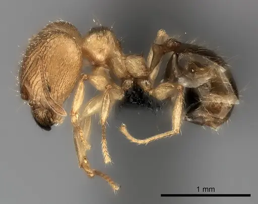 Pheidole sikorae specimen CASENT0217994 image casent0217994_3