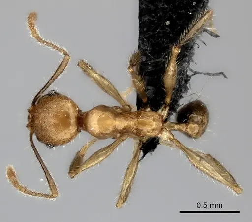 Pheidole sikorae specimen CASENT0235067 image casent0235067_1