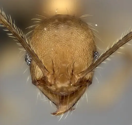 Pheidole sikorae specimen CASENT0235067 image casent0235067_2