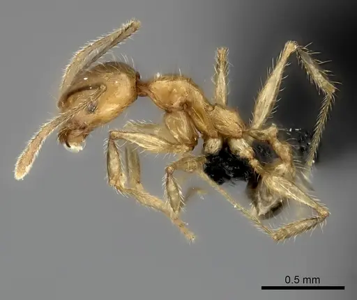 Pheidole sikorae specimen CASENT0235067 image casent0235067_3