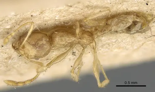 Pheidole sikorae specimen CASENT0922175 image casent0922175_1