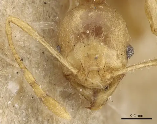 Pheidole sikorae specimen CASENT0922175 image casent0922175_2