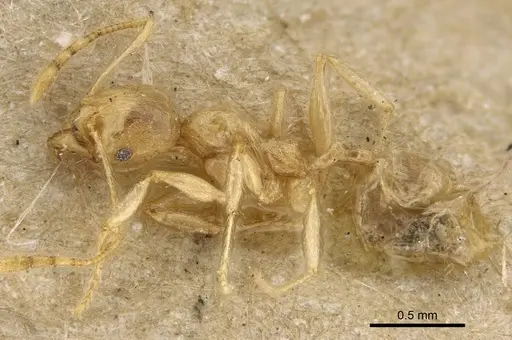 Pheidole sikorae specimen CASENT0922175 image casent0922175_3