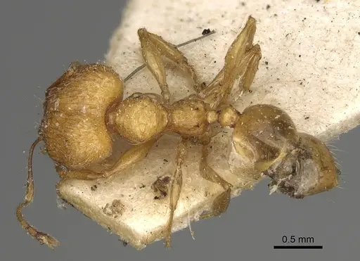 Pheidole sikorae specimen CASENT0923194 image casent0923194_1