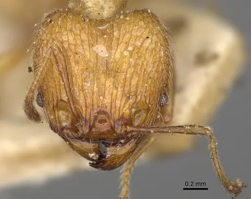 Pheidole sikorae specimen CASENT0923194 image casent0923194_2