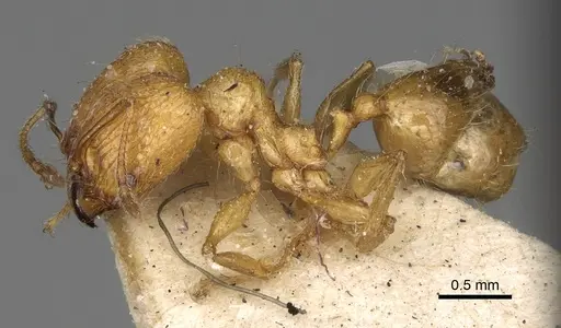 Pheidole sikorae specimen CASENT0923194 image casent0923194_3