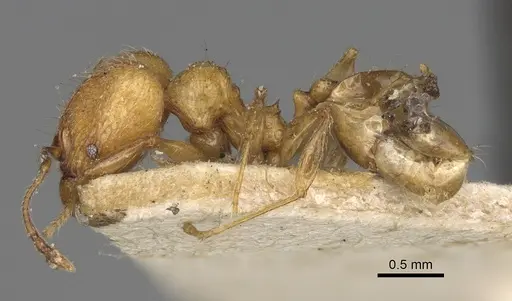 Pheidole sikorae specimen CASENT0923194 image casent0923194_4