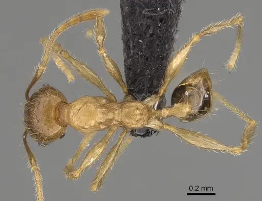 Pheidole sikorae specimen CASENT0923322 image casent0923322_1