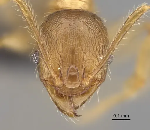 Pheidole sikorae specimen CASENT0923322 image casent0923322_2