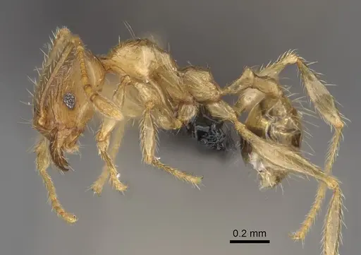 Pheidole sikorae specimen CASENT0923322 image casent0923322_3