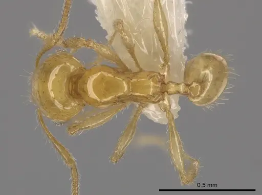 Pheidole similigena specimen CASENT0633915 image casent0633915_1