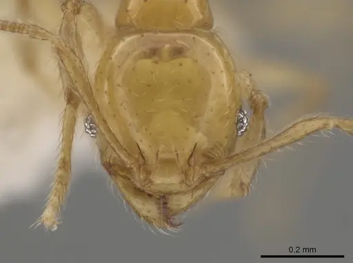 Pheidole similigena specimen CASENT0633915 image casent0633915_2