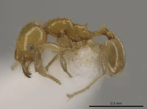 Pheidole similigena specimen CASENT0633915 image casent0633915_3