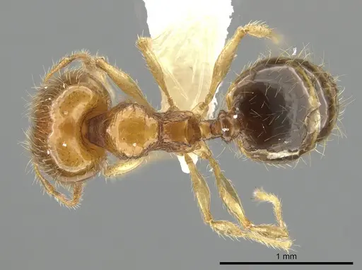 Pheidole similigena specimen CASENT0633916 image casent0633916_1
