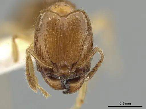 Pheidole similigena specimen CASENT0633916 image casent0633916_2