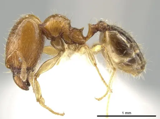 Pheidole similigena specimen CASENT0633916 image casent0633916_3