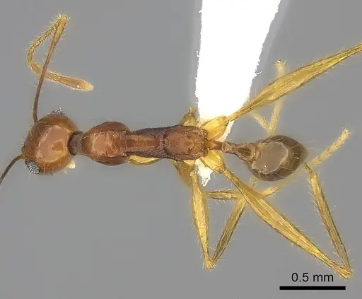 Pheidole similis specimen CASENT0403269 image casent0403269_1