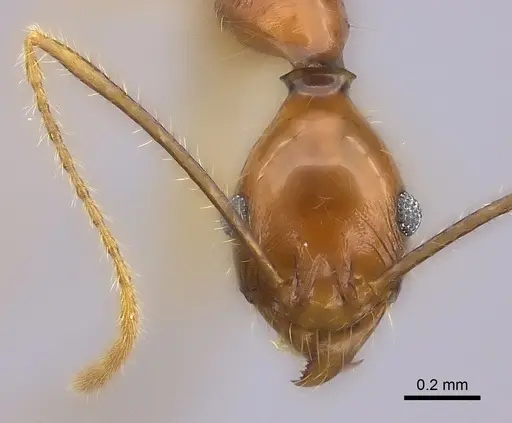 Pheidole similis specimen CASENT0403269 image casent0403269_2