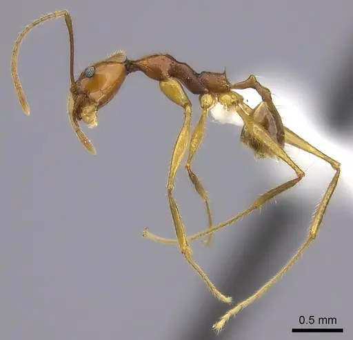 Pheidole similis specimen CASENT0403269 image casent0403269_3