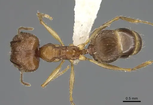 Pheidole similis specimen CASENT0427852 image casent0427852_1
