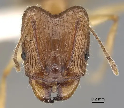 Pheidole similis specimen CASENT0427852 image casent0427852_2