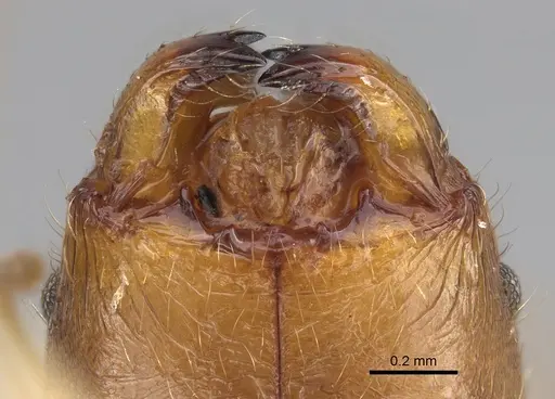 Pheidole similis specimen CASENT0427852 image casent0427852_3