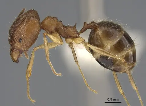 Pheidole similis specimen CASENT0427852 image casent0427852_4