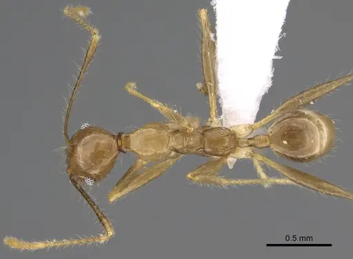 Pheidole similis specimen CASENT0427853 image casent0427853_1