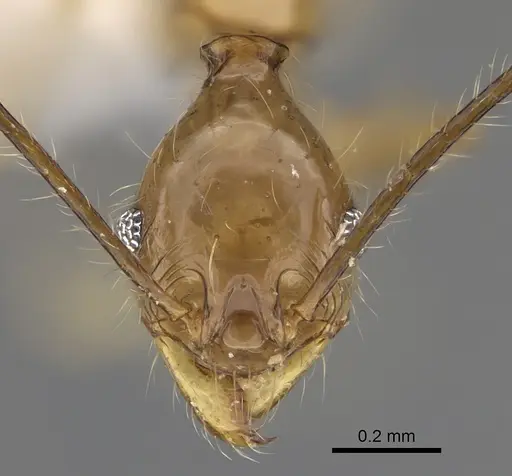 Pheidole similis specimen CASENT0427853 image casent0427853_2