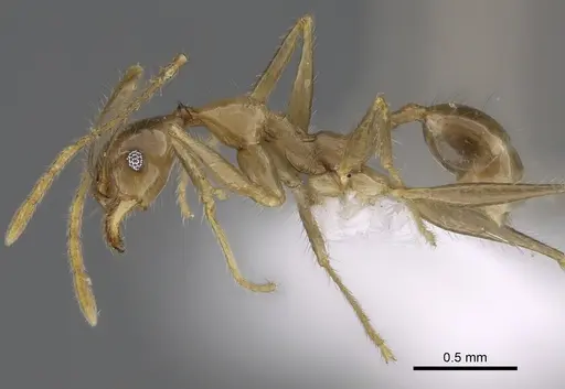 Pheidole similis specimen CASENT0427853 image casent0427853_3