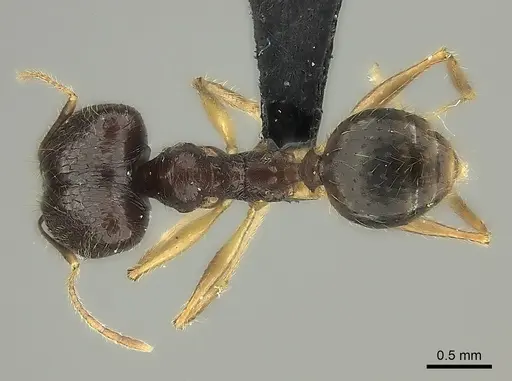 Pheidole similis specimen CASENT0463103 image casent0463103_1