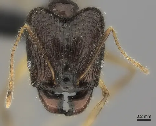 Pheidole similis specimen CASENT0463103 image casent0463103_2