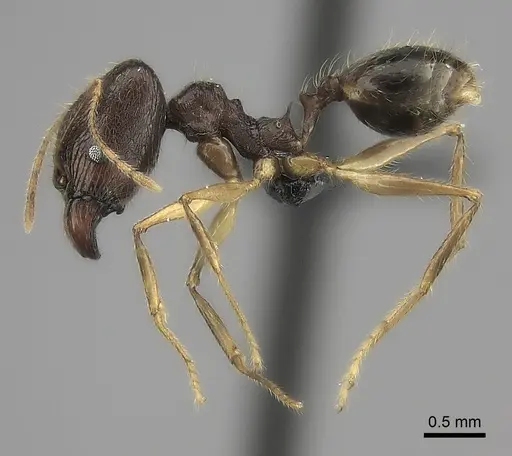 Pheidole similis specimen CASENT0463103 image casent0463103_3