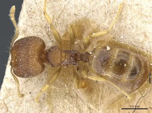 Pheidole simoni specimen CASENT0904263 image casent0904263_1