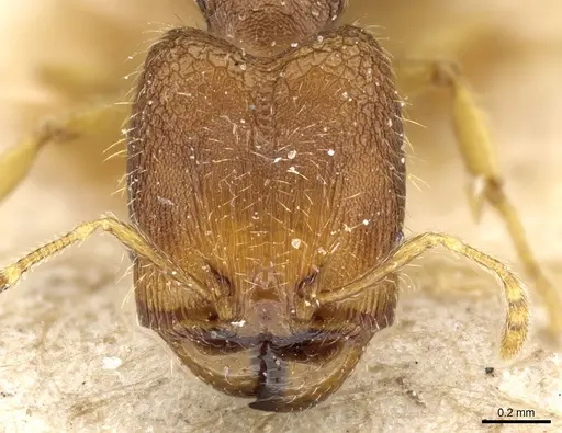 Pheidole simoni specimen CASENT0904263 image casent0904263_2